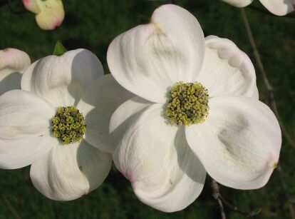 Dereń AURORA 'Rutban' Cornus C2/60-80cm *13