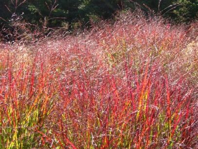Proso rózgowate SHENANDOAH Panicum virgatum /C2 *T49 *K26