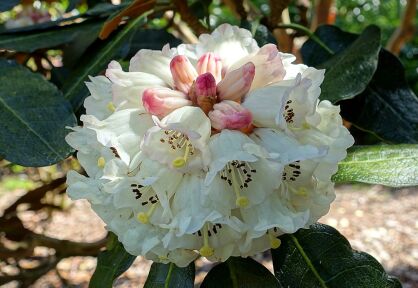 Rhododendron sinogrande C4/40-50cm *K11