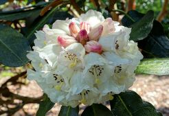 Rhododendron sinogrande C4/40-50cm *K11