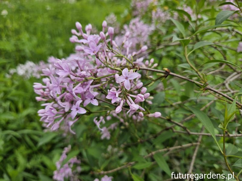Lilak perski Syringa x persica C5/80cm *K17