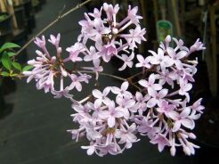 Lilak perski Syringa x persica C5/60cm *K17