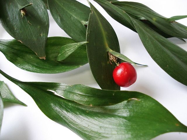 Danae racemosa Ruszczyk gałęzisty Myszopłoch Ruscus racemosus /P11 *T11