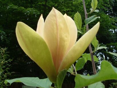 Magnolia YELLOW LANTERN C5/80-100cm *TP