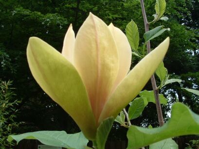 Magnolia YELLOW LANTERN C5/1,2-1,4m *TP