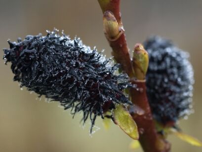 Wierzba wiotka odm. czarnokotkowa Salix gracilistyla 'Melanostachys' C2/20cm *18