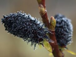 Wierzba wiotka odm. czarnokotkowa Salix gracilistyla 'Melanostachys' C2(C5)/60cm *K20