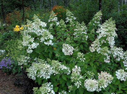 Hortensja wiechowata MID LATTE SUMMER  Hydrangea paniculata  /C2