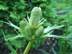 Mikołajek agawolistny Eryngium agavifolium