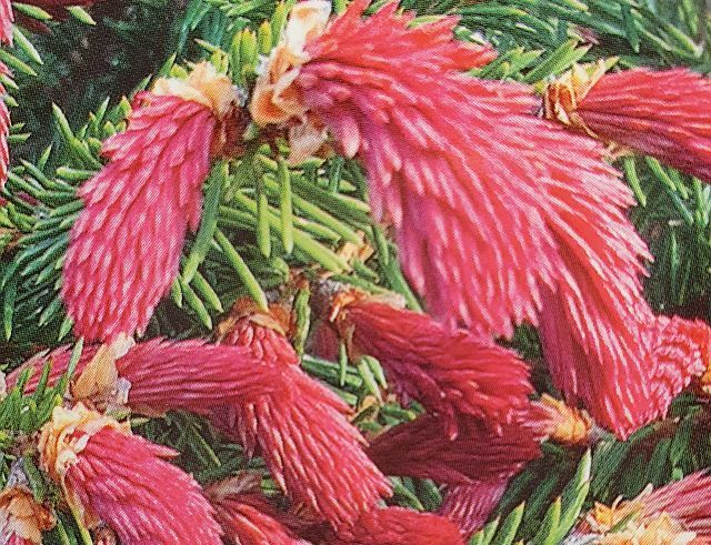 Świerk pospolity RYDAL Picea abies C2/50cm *K4