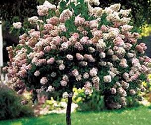 Hortensja bukietowa Sundae Fraise® 'Rensun' na PNIU Hydrangea paniculata C2/Pa40cm *K18