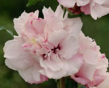 HIBISCUS syriacus FRENCH CABARET® PASTEL 'MINDOUB1' Ketmia syryjska C4/60cm