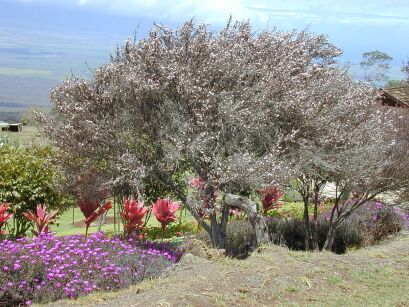 Leptospermum myrtifolium Mirtowy krzew herbaciany C2/80cm *K14