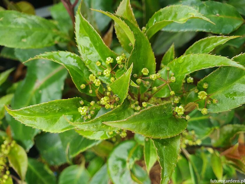 Helwingia aff. himalaica (broad leaved form) C2/20-40cm *K10