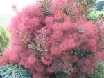 Perukowiec podolski ROYAL PURPLE Cotinus coggygria C5/40cm *T41