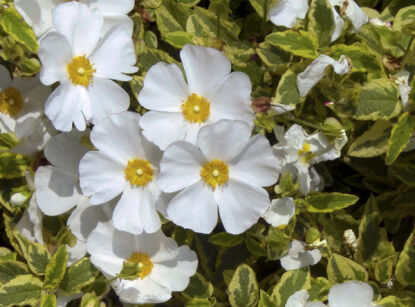 Czystek LITTLE MISS SUNSHINE Cistus C2/20-30cm *K15w19
