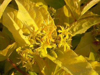 Zadrzewnia nadbrzeżna HONEYBEE® 'Diwibru01' Diervilla rivularis /C3 *K25