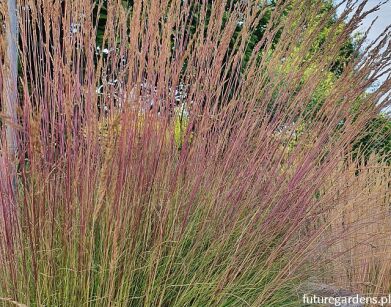 Kostrzewa WALBERLA Festuca walberla /P11 *K5