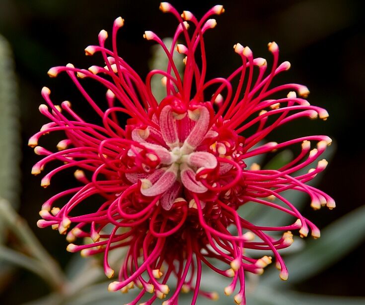 Grevillea BIG RED C2/20-30cm *G