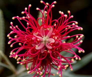 Grevillea BIG RED C2/20-30cm *G