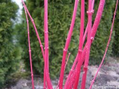 Klon palmowy SANGO KAKU Acer palmatum C3/50-60cm *T30