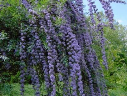 Budleja skrętolistna ARGENTEA Buddleja alternifolia /C2 *T24