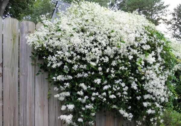 Powojnik mandżurski Clematis mandschurica Grupa Flammula Recta /C2 *T65