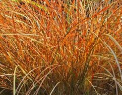 Turzyca ceglasta PRAIRIE FIRE (old gold) Carex testacea /C2-C3 *K26