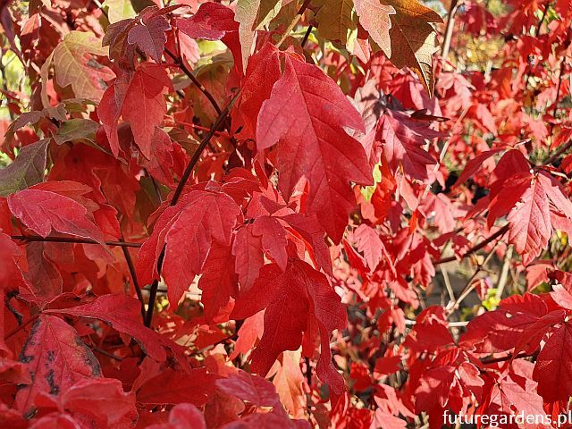 Klon strzępiastokory Acer griseum - krzew C3/30cm *K15