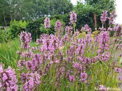 Czyściec lekarski in.Bukwica lekarska Betonica officinalis /C2 *K3