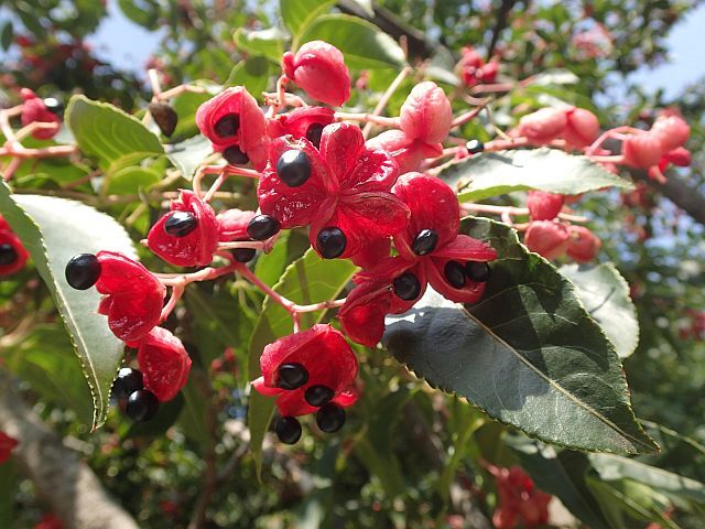 Euscaphis japonica /P9