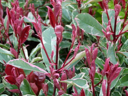 Głogownik PINK MARBLE Photinia fraseri C3/30-40cm *T8-11