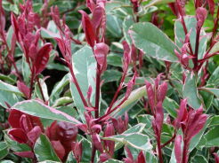 Głogownik PINK MARBLE Photinia fraseri C3/30-40cm *K11