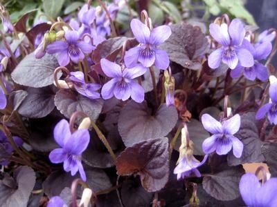 Fiołek labradorski PURPUREA Viola labradorica /P9 *T38