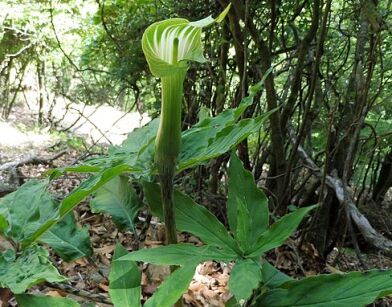 Arisaema serratum Himalayan Cobra Lily /P9