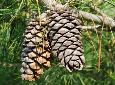 Sosna ARMANDA Pinus armandii C3/30-40cm *K4