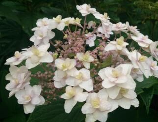 Hortensja otulona YORAKU TAMA Hydrangea involucrata C3/30cm