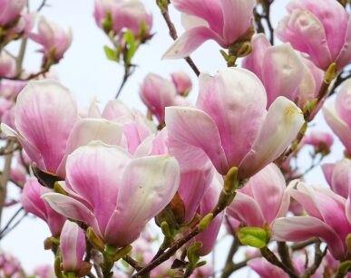 Magnolia denudata FORREST’S PINK (Yulan) C3/30cm *T75