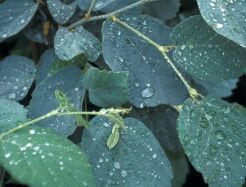 Fothergilla gardenii BLUE MIST C2/30-40cm *K20