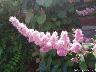 Tawuła DOUGLASA Spiraea douglasii /C2