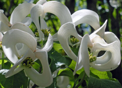   Cornus kousa COURONNE Dereń kousa C10/120-180cm *TL