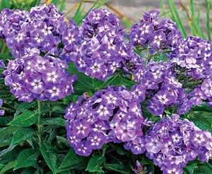 Płomyk wiechowaty LAURA  Phlox paniculata Floks /C2 *P25