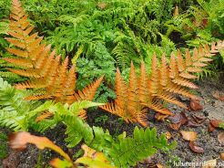 Narecznica czerwonozawijkowa Dryopteris erythrosora Paproć ogrodowa /C2 *K25
