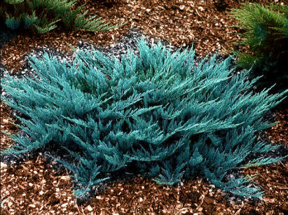 Jałowiec płożący łuskowaty BLUE CARPET Juniperus squamata /C2 *K4