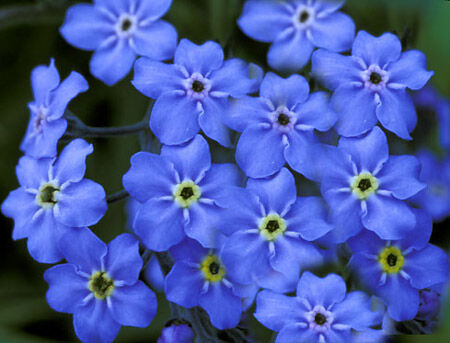 Niezapominajka alpejska NIEBIESKA Niezabudka, Żabie oczka Myosotis alpestris /P9