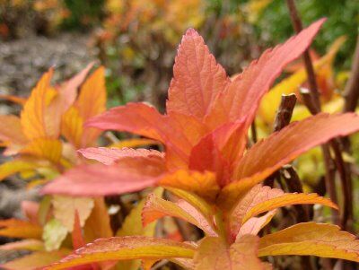 Tawuła japońska GOLDFLAME 8-letnia Spiraea japonica 60cm/bryła *K