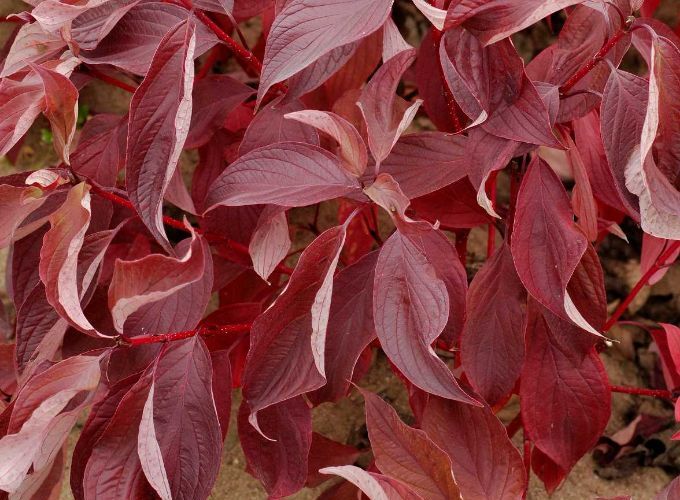 Dereń biały BATON ROUGE 'Mintbat' Cornus alba C2/10-30cm *K18