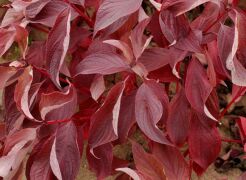 Dereń biały BATON ROUGE 'Mintbat' Cornus alba C2/10-30cm *K18