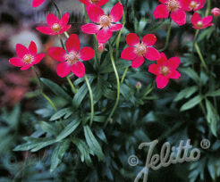 Zawilec wielosieczny ANNABELLA DEEP ROSE Anemone multifida /P9 *K25