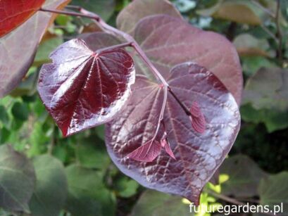 Judaszowiec kanadyjski BLACK PEARL 'Jn16' Cercis canadensis C5/1,2-1,5m *K15